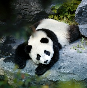 1-Day Chengdu Panda Tour