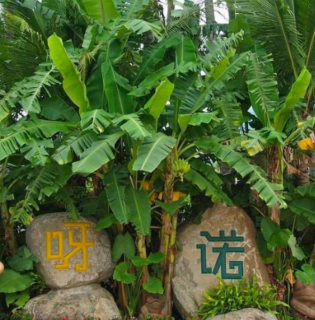Yanoda Rainforest Park