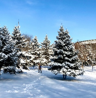 Ice Snow Gallery