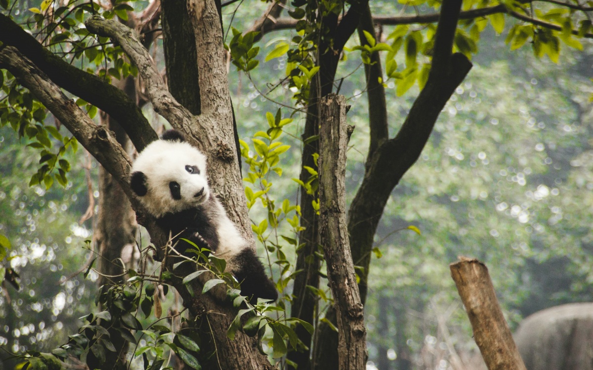 일 12 : 청두 충칭