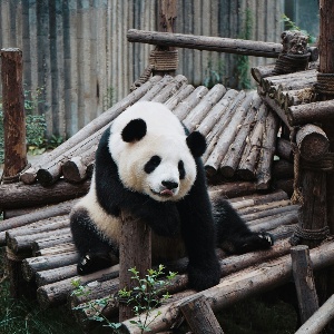Airport Hotels in Chengdu: Gateway to Comfort and Convenience