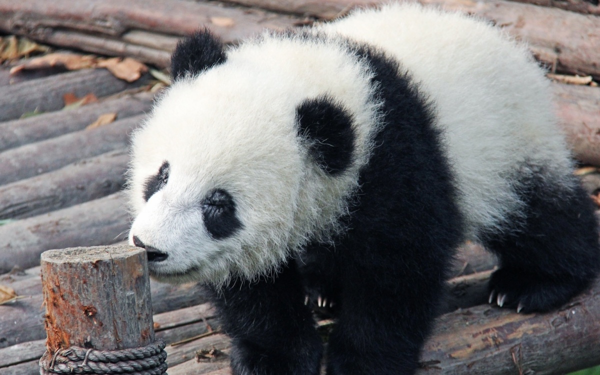 일 5: 팬더 언어: 영어