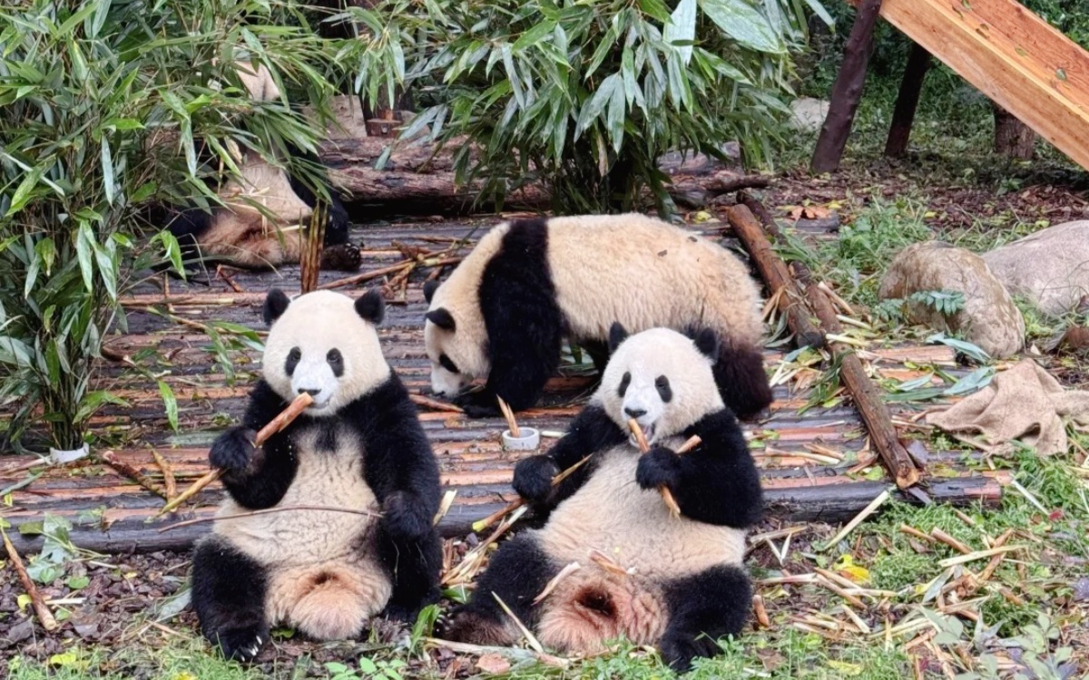 День 7: Чэнду