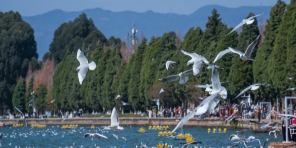 春日来信滇池海鸥和翠湖郁金香_3_有空出发_来自小红书网页版_副本.jpg