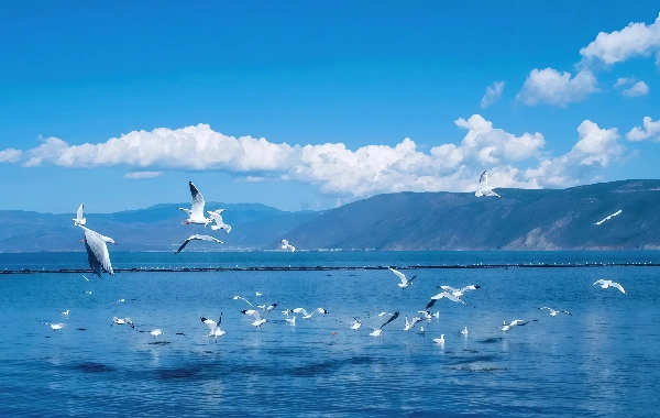 ダリと麗江旧市街ツアー