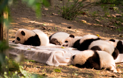 청두 티베 팡그레브 6일 투어