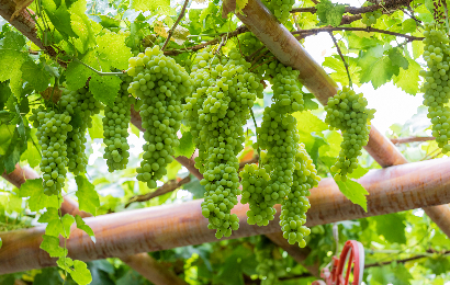 6-дневный культурный тур по Синьцзяну