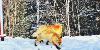 День 2: Алтай, Канас