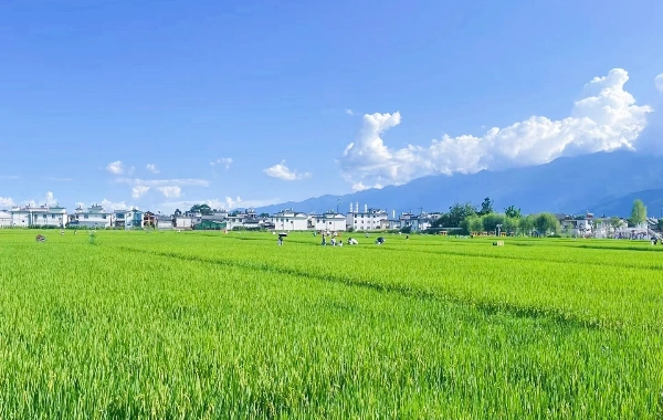 Giorno 4: Dali - Lijiang