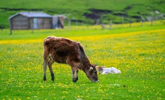 10日目: カラジュン草原 - 宜仁