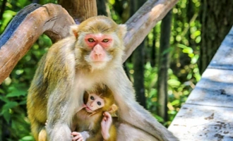 日 3: 重慶-張家jie