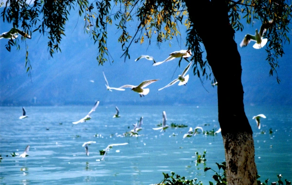 7 Days Kunming Lijiang Dali 청두 문화 디스커버리 투어