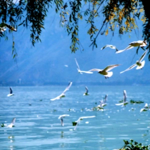 7 日 Kunming Lijiang Dali Chengdu 文化的発見ツアー