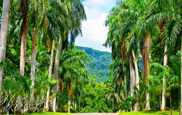 اليوم 3: شيشوانغبانا