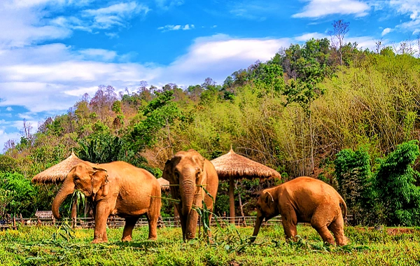 اليوم الرابع: شيشوانغبانا