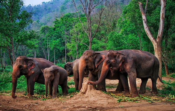اليوم الرابع: شيشوانغبانا