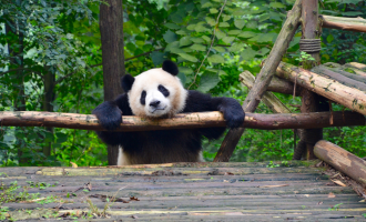 6日目:成都出発