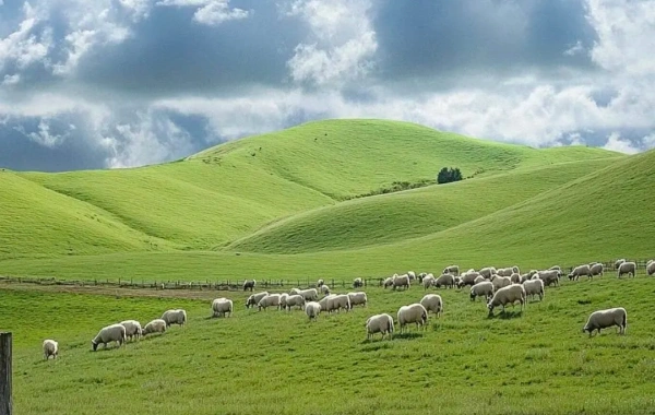 7 日の旅: ハルビン, ハルンビル & マンシーリ