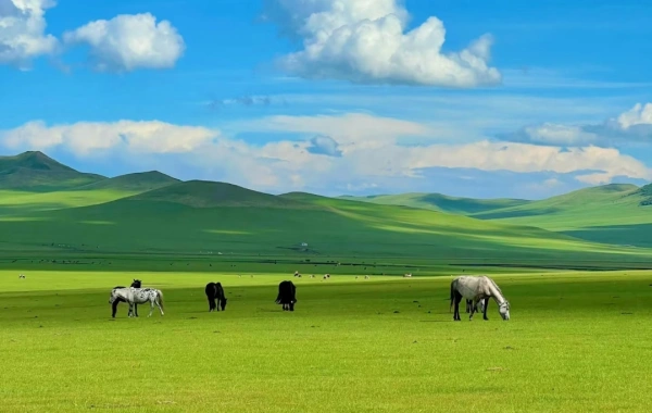 日 5: ハイラー--- マンシーリ