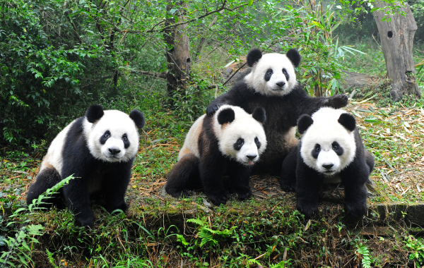Panda and Sichuan Cuisine 1-Day Tour