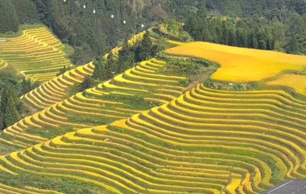 일 4: 양수오 -- 롱 sheng 