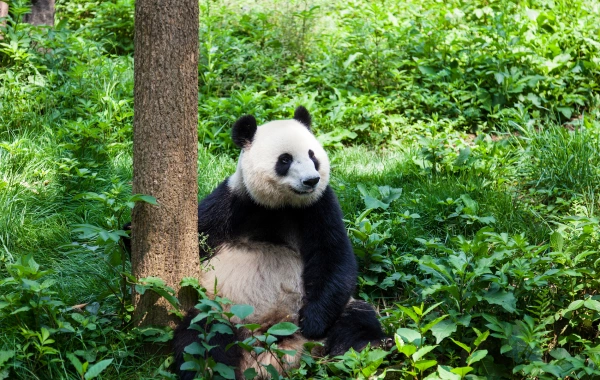 Day5 ドゥエヤン パンダバレー 