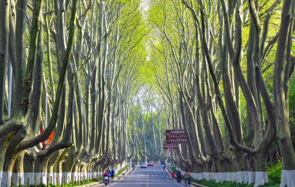 اليوم 1: نانجين