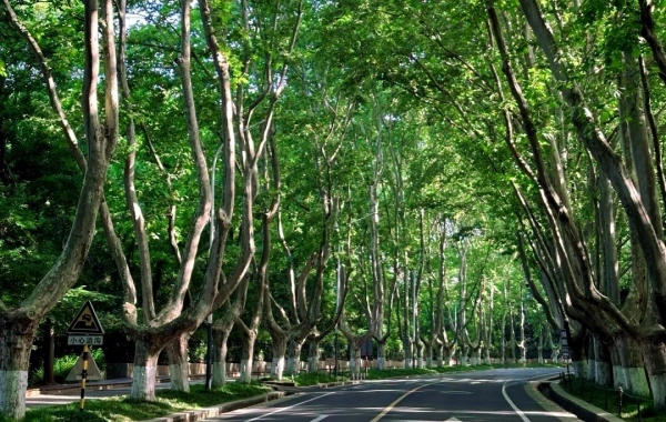 День 1: Нанкин