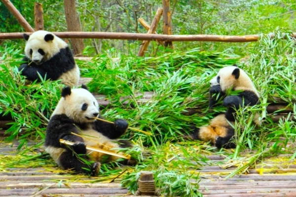 Day 10: Chengdu--Tibet