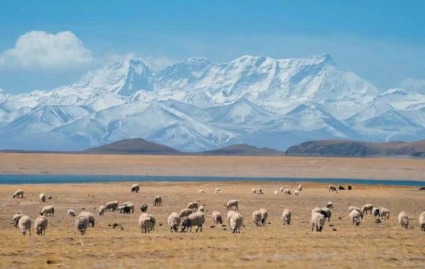 일 10 티벳--Chengdu