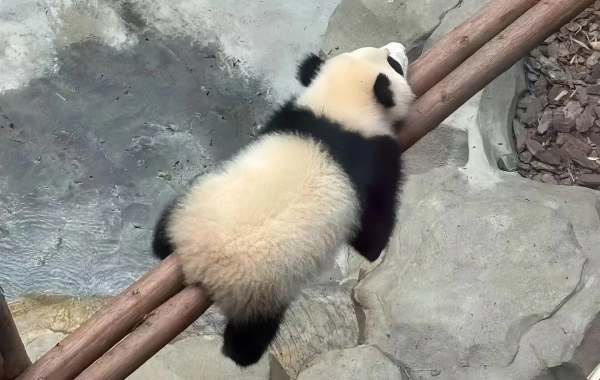 일 12 : 청두 충칭