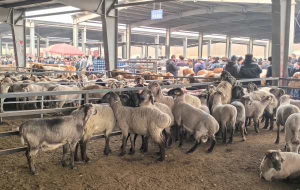 Day 13: Kashgar Departure