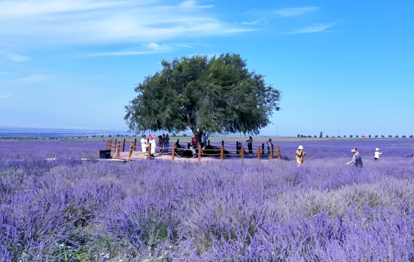 اليوم الخامس: