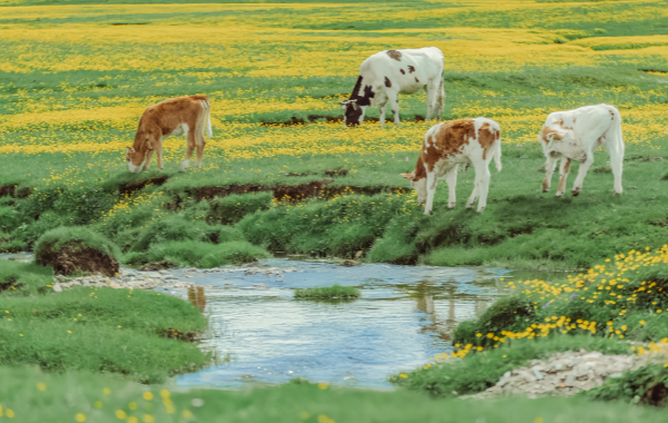 Xinjiang Grassland Adventure Tour