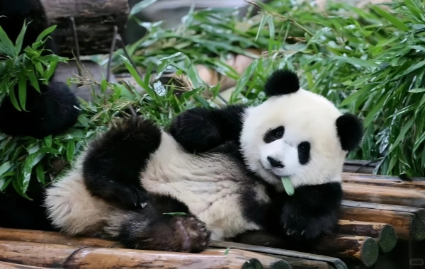 日 4: Jiuzhaigou Valley-Chengdu