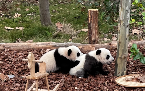 日 4: Jiuzhaigou Valley-Chengdu