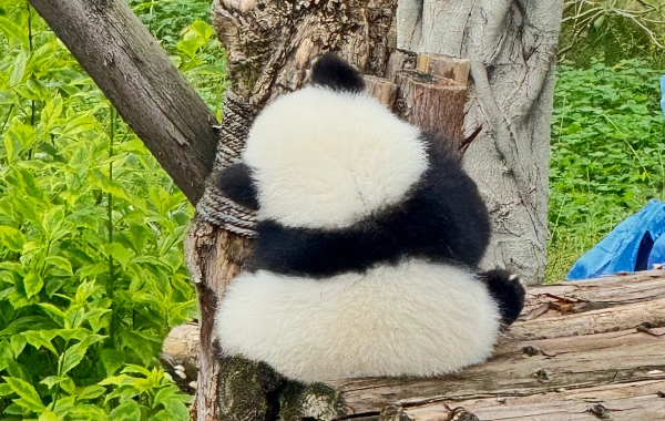 팬더 밸리 & Dujiangyan 1일 투어