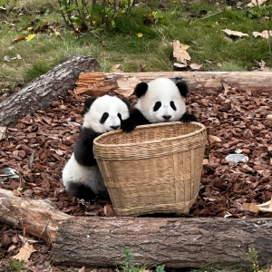 パンダバレー&ドゥアンヤン 日帰りツアー