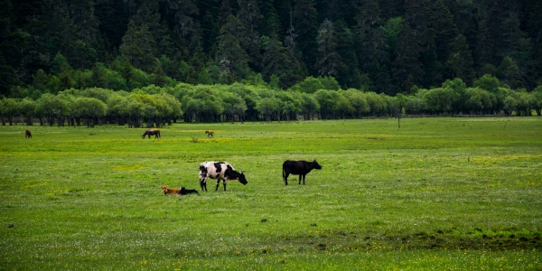 День 4: Шангри-Ла