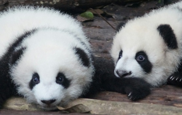 Day 5 : 청두 도착