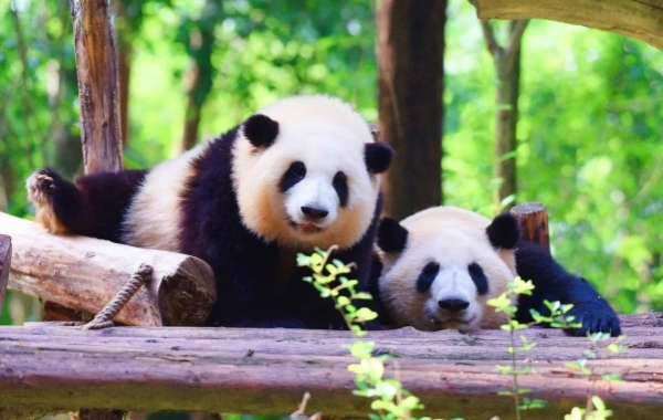 День 3: Чэнду-Шангри-Ла