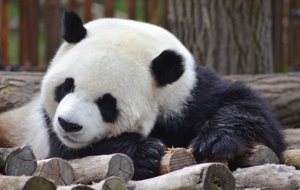 Tag 2: Chengdu-Tibet