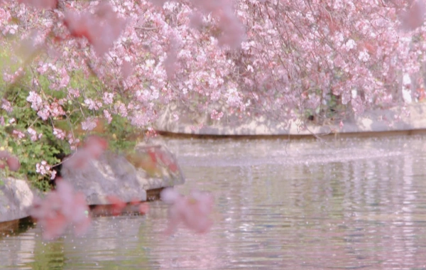 4日間雲南春の風景ツアー